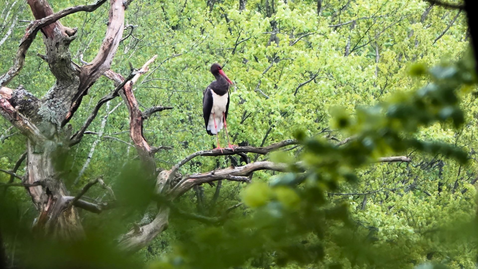 Sort stork 