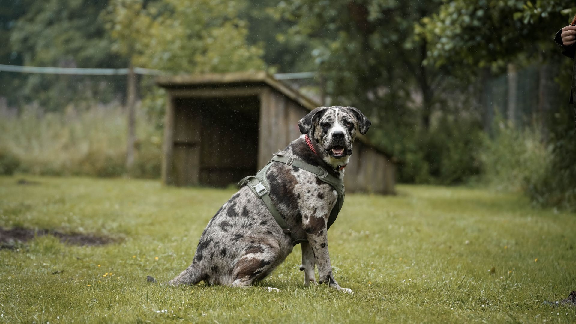 Hund