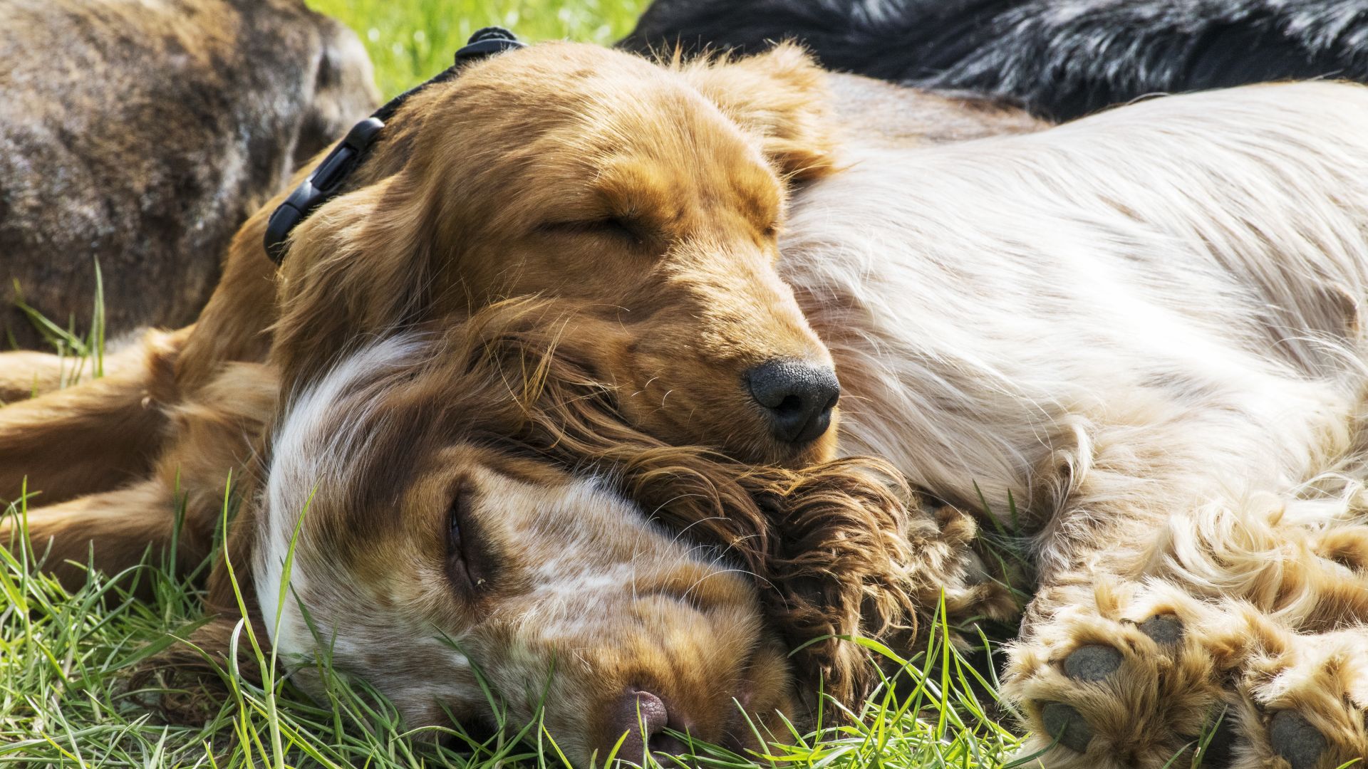 Hunde hviler sig ved hinanden