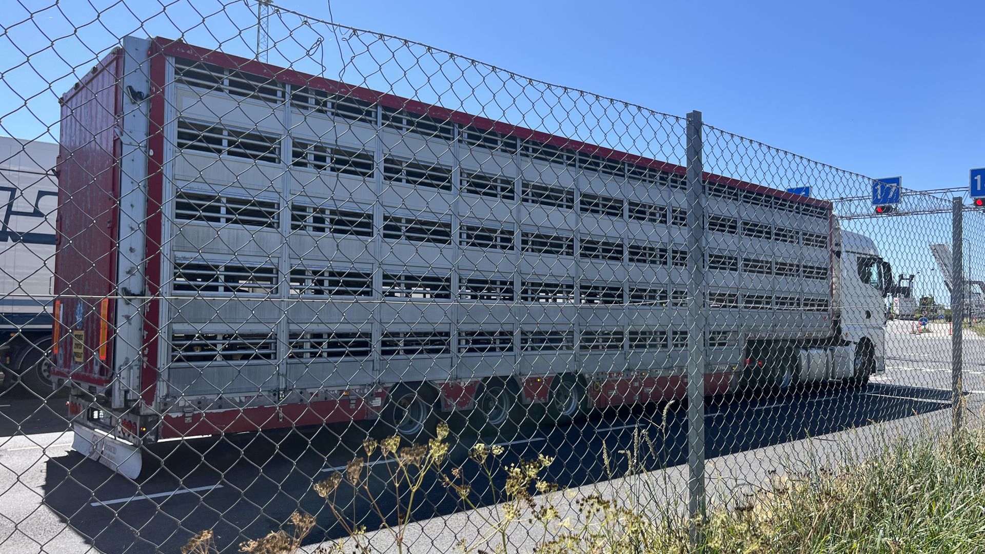dyretransport på vej ud af danmark