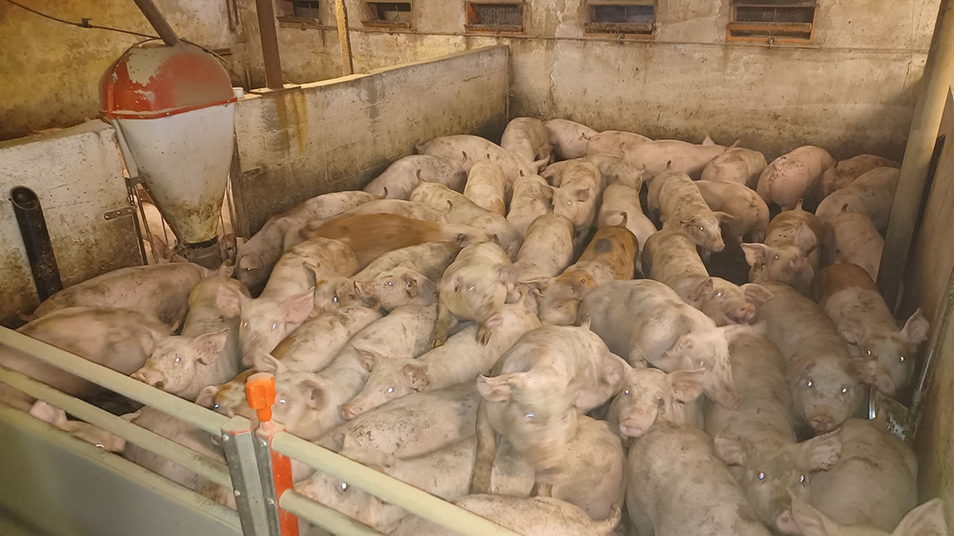 Fødevarestyrelsen gav en anmærkning her. Ikke for antallet af grise, men fordi der manglede en trælægte i den sorte beholder til venstre i billedet. Det skulle udgøre rode- og beskæftigelsesmateriale for grisene. Foto: Fødevarestyrelsen