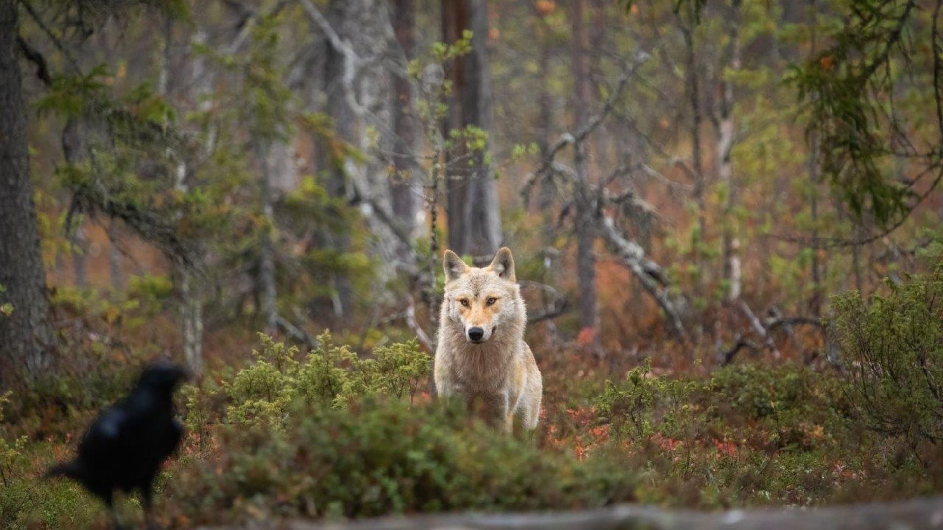 En ulv står ude i skoven og kigger på en fugl