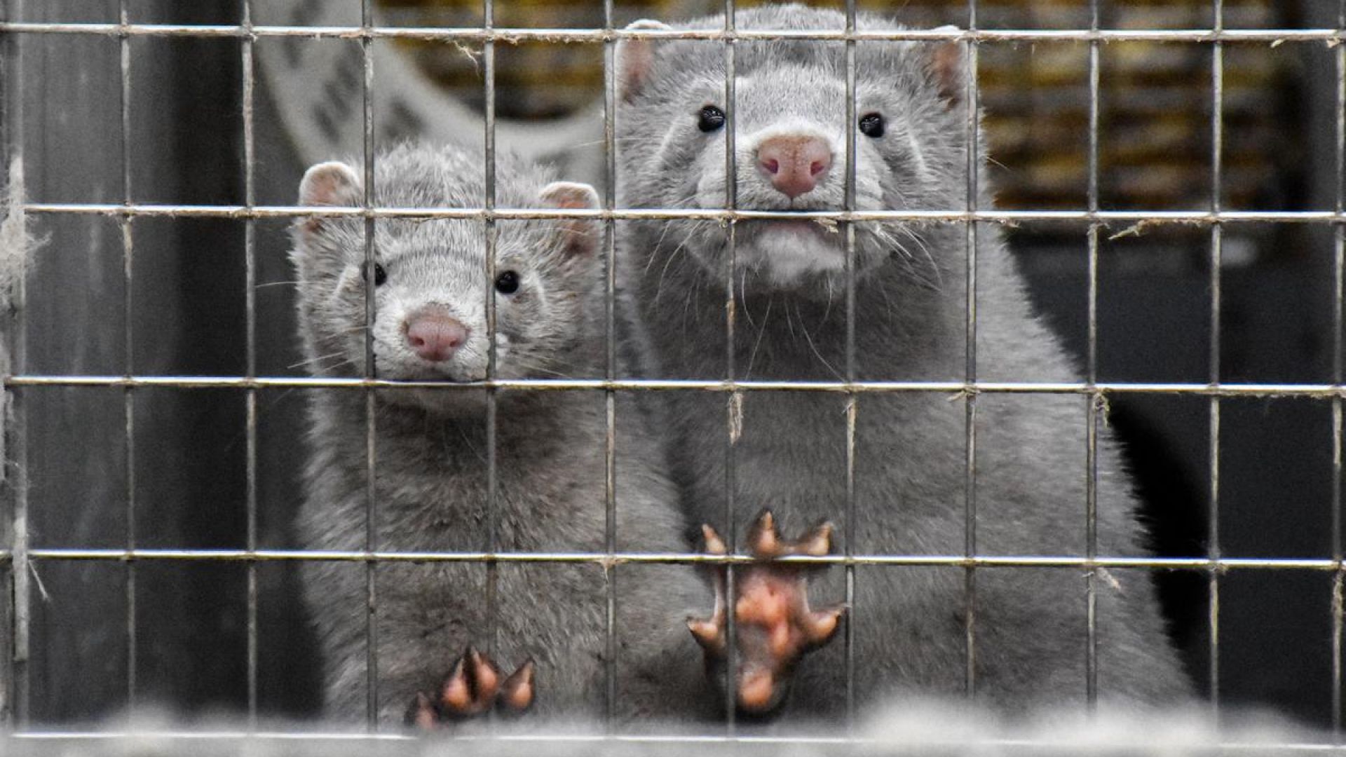 Minkavl er snart fortid i Danmark, hvilket vækker stor begejstring hos Dyrenes Beskyttelse. Foto: Cathrine Cocks/Dyrenes Beskyttelse
