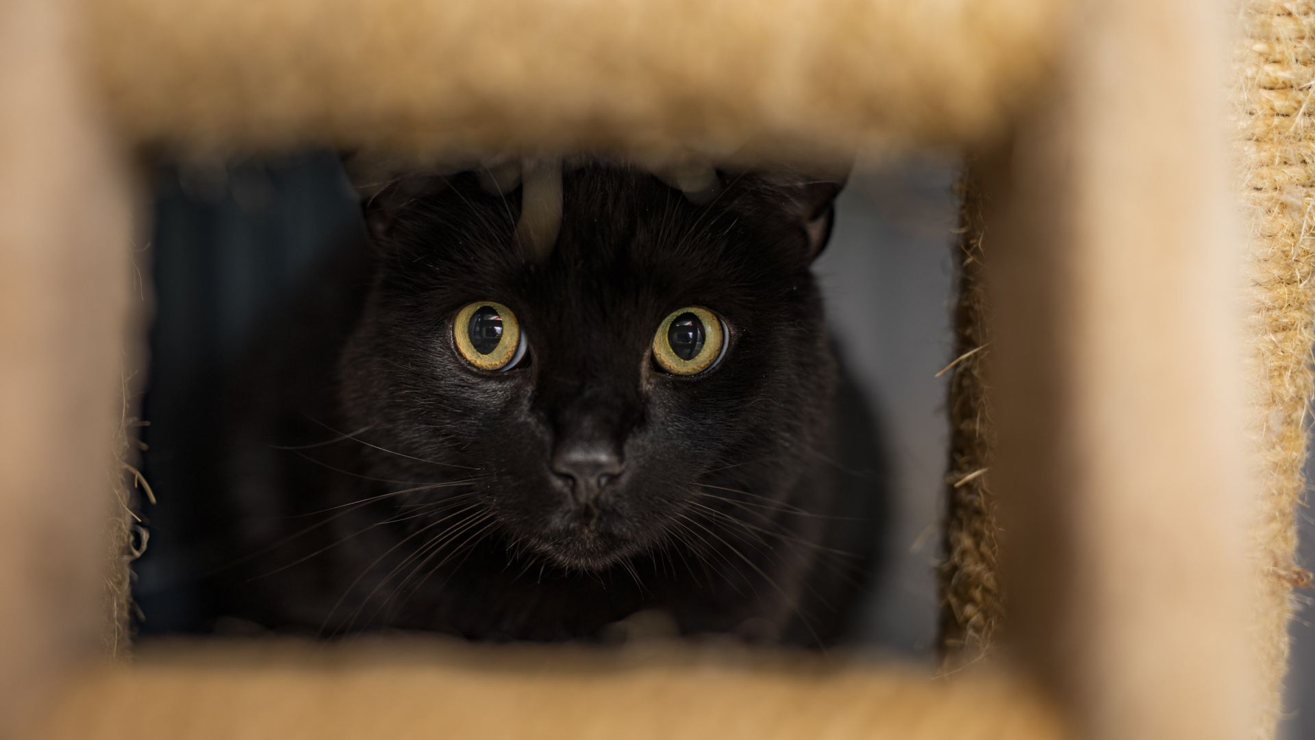 Gammel overtro gør det sommetider svært at være en sort kat. Men de sort katte er ligeså dejlige som alle de andre farver katte, mener familiedyrschef. Foto: Dyrenes Beskyttelse