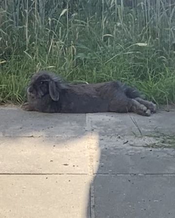 Fiona