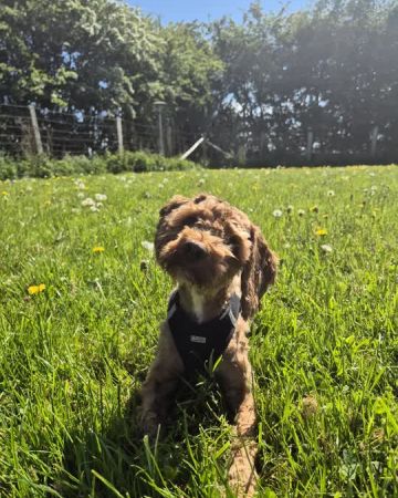 Otto