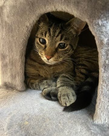 Simba
