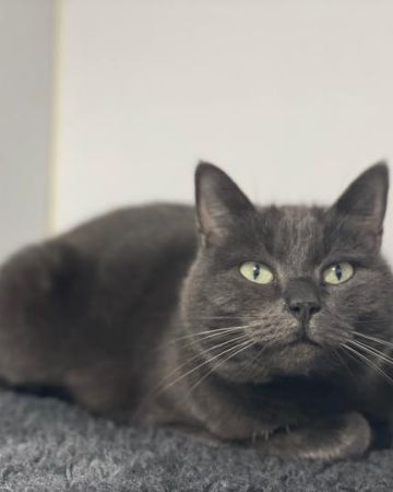 Duchess