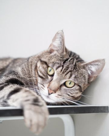 Milo