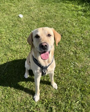 Ajax