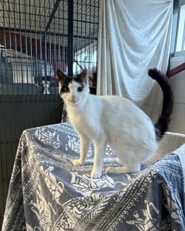 Vilde