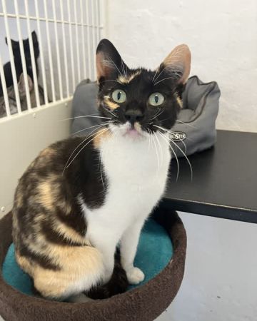 Cleopatra