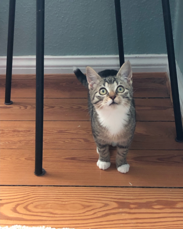 Fru Murermester Jessen