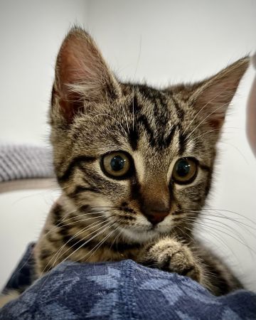 Erik