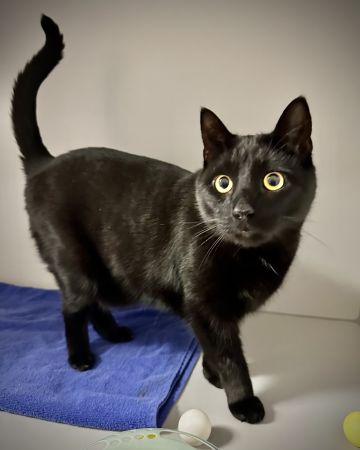 Kuma