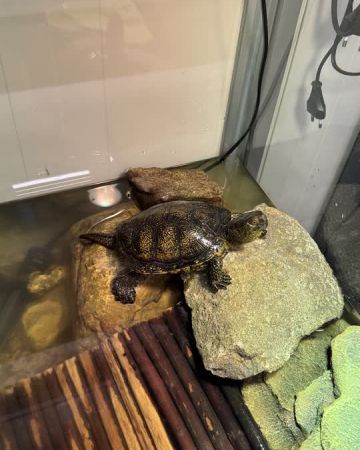 Gator