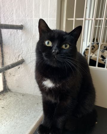 Figaro