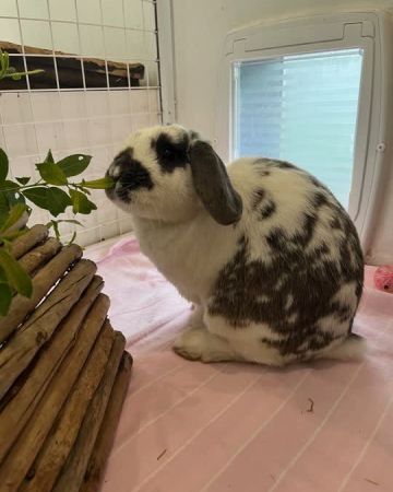 Figo