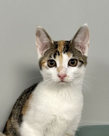 Figaro