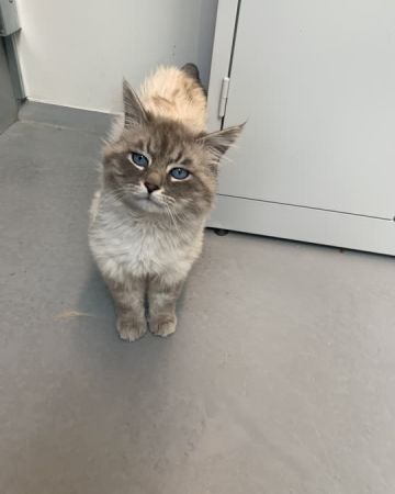 Mr. Paws
