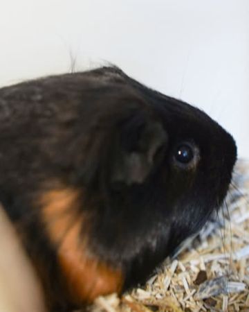 Mocca