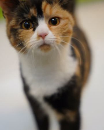 Fenya
