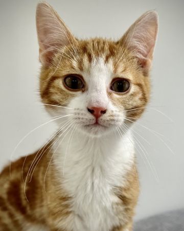 Simba