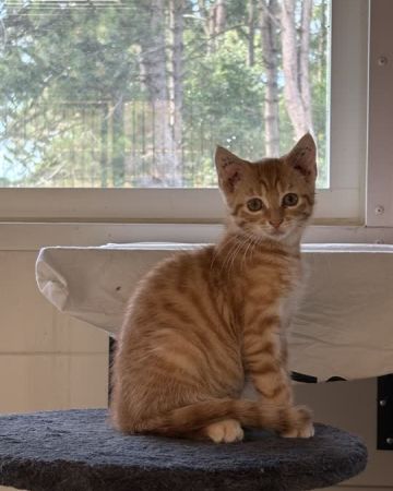 Ruben