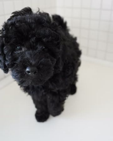 Tobi
