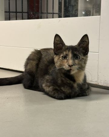 Nova