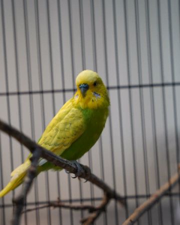 Pippi
