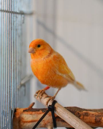 Fløjt