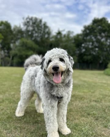Eddie