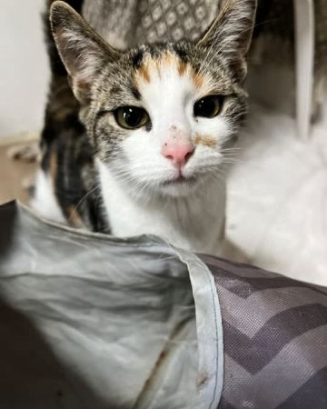 Millie