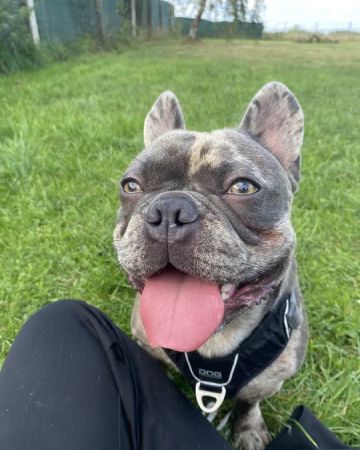 Elvis