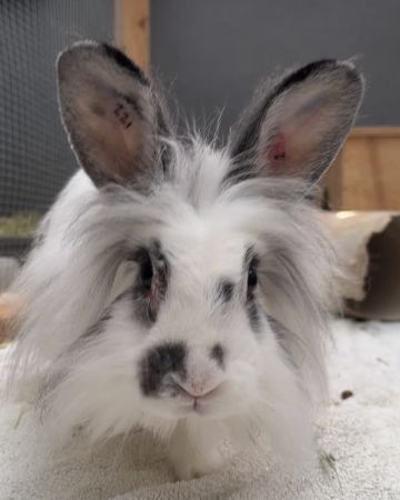 Oreo