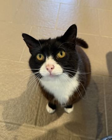Figaro