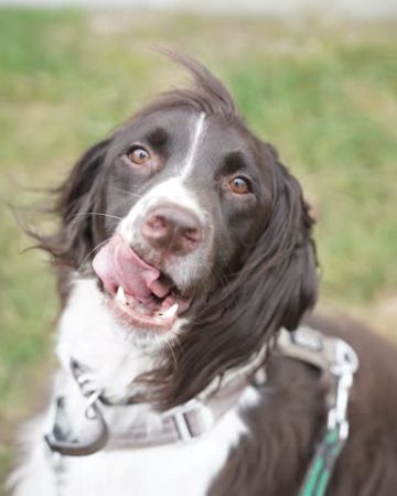 Balder