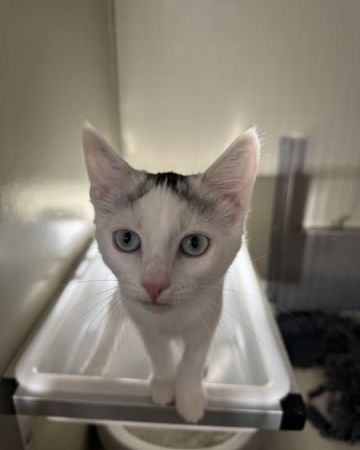 Cleo