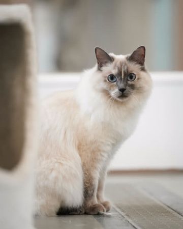 Missy Mis