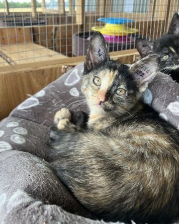 Mimi