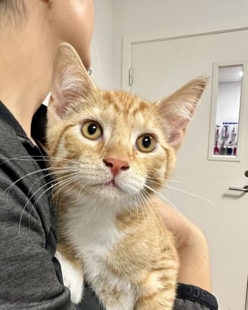 Oliver