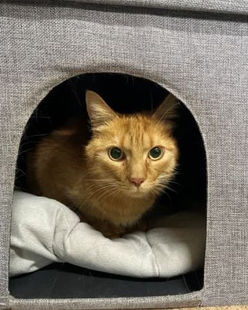 Archie