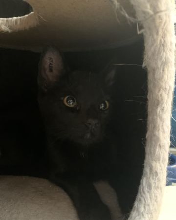 Roberto