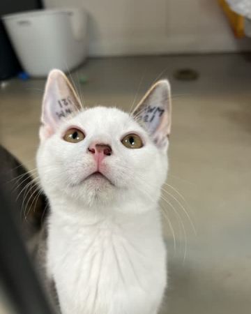 Kasper