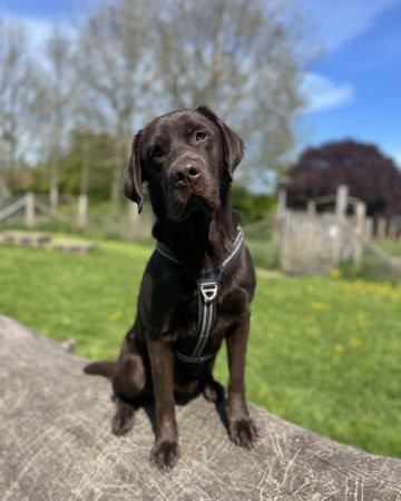 Balou