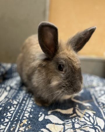 Suri