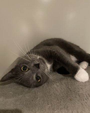 Lulu
