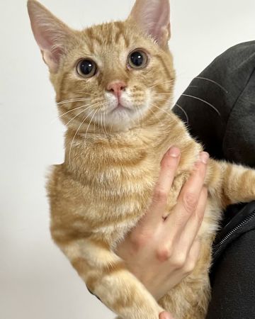 Bingus