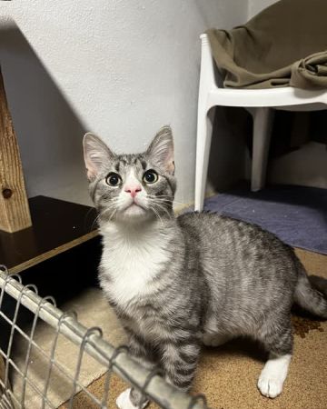 Mowgli